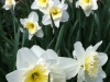 Daffodils too