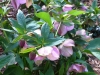 Hellebore