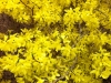 Forsythia