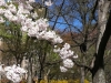 Central Park blooms