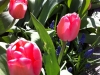 Tulips and muscari